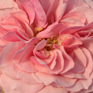 Поръчка на рози - Розов - Рози Флорибунда - дискретен аромат - Pоза Сейнт Агнес на Апрад-дом в Прага - Марк Гергили - Цъфти от Юни до есента.Издържа на измръзване,болести и течение.